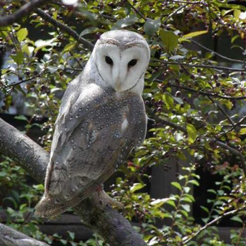 Chickens Are Easy Owl Prey